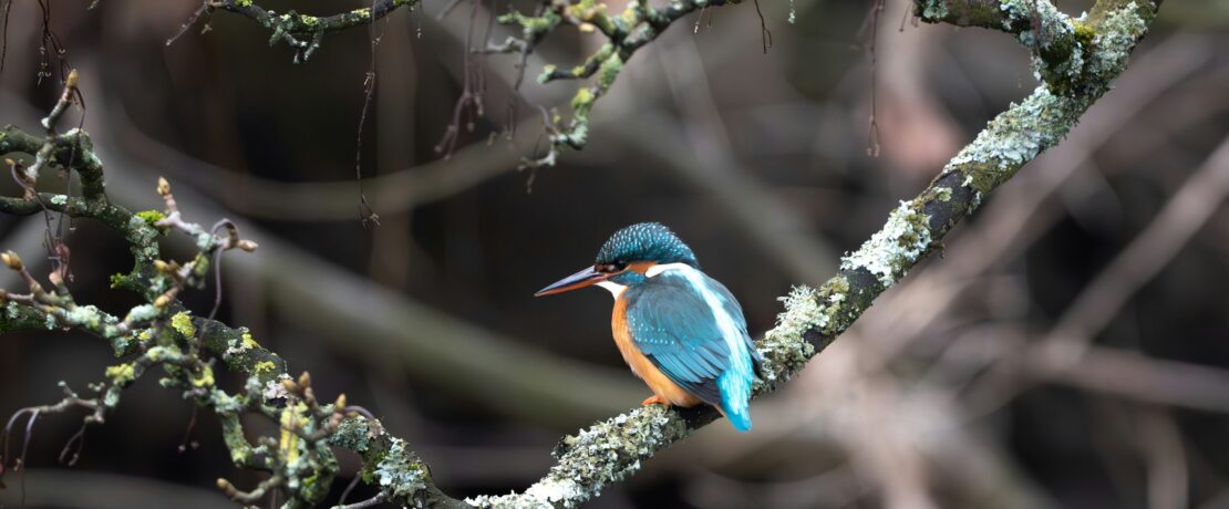 kingfisher